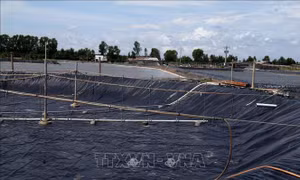Nuôi tôm siêu thâm canh công nghệ cao cho sản lượng gấp từ 5 -10 lần