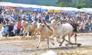 Tưng bừng Hội đua bò Bảy Núi An Giang