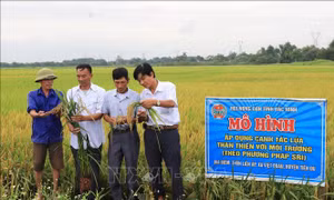 Hiệu quả từ cánh đồng lúa thân thiện với môi trường ở Bắc Ninh