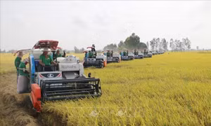 Thương hiệu gạo chất lượng cao - Bài 1: Giảm đầu tư, sinh lợi kép