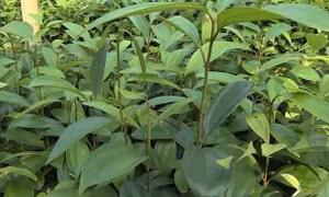 'Trái ngọt' từ đa dạng hóa vùng chuyên canh ở Trà Bồng, Quảng Ngãi