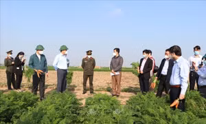 Tạo điều kiện để xuất khẩu cà rốt Hải Dương