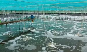 Hướng người nuôi tôm vào hợp tác xã