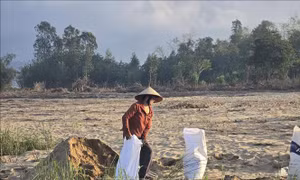 Đà Nẵng: Cát phủ ruộng đồng, nông dân 'chờ' giữa mùa vụ