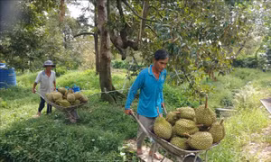 Khơi thông xuất khẩu sầu riêng từ vùng trồng đến phòng kiểm nghiệm