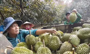 Chuẩn hóa sản xuất, nâng tầm thương hiệu sầu riêng Việt