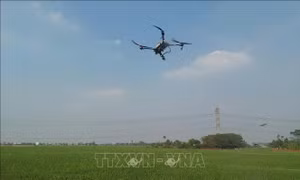 Bớt cảnh 'được mùa, mất giá' nhờ chuyển đổi số trong nông nghiệp