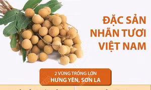 Đặc sản nhãn tươi Việt Nam