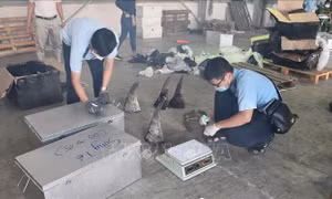 Phát hiện 138 kg sừng động vật nghi là sừng tê giác trong lô hàng nhập khẩu