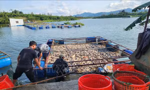 Lâm Đồng tìm nguyên nhân cá chết hàng loạt tại hồ Mai Thành