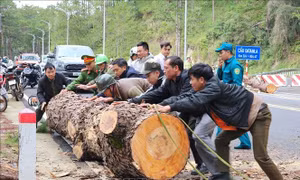 Cây thông cổ thụ đổ gây ách tắc trên đèo Prenn, Lâm Đồng
