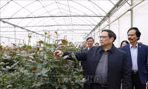 Thủ tướng Phạm Minh Chính thăm cơ sở trồng hoa công nghệ cao tại Đà Lạt