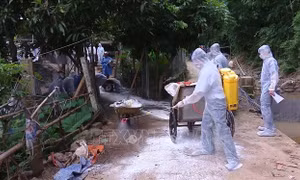 Các địa phương tập trung phòng chống dịch tả lợn châu Phi