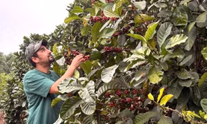 100 năm cà phê Khe Sanh – Bài 1: Từ chiến trường thành vùng chuyên canh Arabica