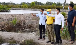 Thí điểm mô hình doanh nghiệp liên kết nông dân sản xuất tôm - lúa