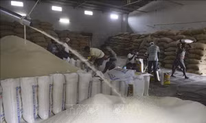 Thị trường gạo đối mặt khó khăn mới do quyết định áp thuế của Ấn Độ