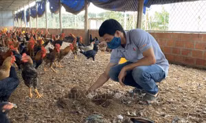 Mô hình nuôi gà trên đệm lót sinh học cho thu nhập 400 triệu đồng/năm