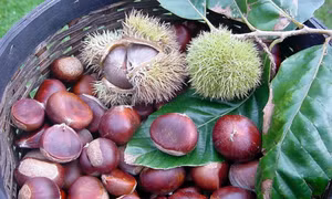 Phát triển vùng trồng cây dẻ Trùng Khánh quy mô 1.000 ha
