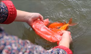 Người dân Thủ đô thả cá chép tiễn ông Công, ông Táo về trời