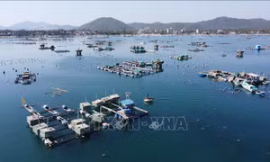 Thủ phủ tôm hùm chật vật khôi phục sản xuất sau thiên tai