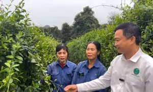 Mở cánh cửa mới cho người lao động - Bài cuối: Cần sớm hỗ trợ, có cơ chế chuyển đổi việc làm