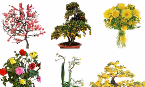 Những loài hoa, cây đặc trưng cho Tết cổ truyền Việt Nam