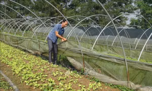 Đôi vợ chồng trẻ làm giàu từ trồng rau sạch