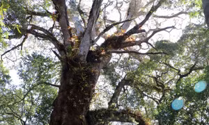 Sắp có tour du lịch lên 'Cổng Trời' thăm cây thông ngàn năm tuổi quý hiếm 