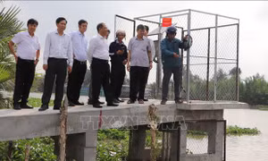 Không chủ quan với xâm nhập mặn trong những ngày Tết