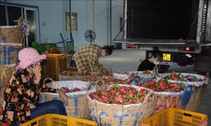 Long An giải quyết tình trạng doanh nghiệp hủy đơn hàng thanh long