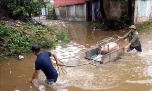 Hưng Yên chủ động ứng phó với lũ lớn trên sông Hồng