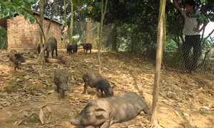 Đình chỉ dự án chăn nuôi lợn rừng tại Bắc Quang, Hà Giang