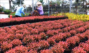 Đồng Tháp chuẩn bị 3 triệu giỏ hoa cảnh các loại phục vụ Tết
