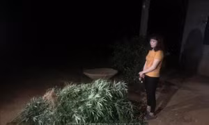 Phát hiện, nhổ bỏ gần 500 cây cần sa trồng trong rẫy người dân