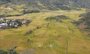 'Mùa vàng' ở thung lũng Măng Ri