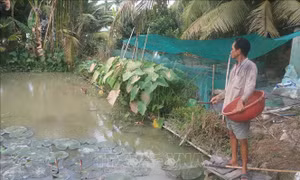 Chuyển đổi sản xuất trên đất thuần nông