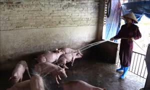 Khuyến cáo người chăn nuôi không mua con giống trôi nổi, không rõ nguồn gốc