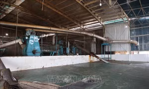 Doanh nghiệp chế biến thủy sản tại TP Hồ Chí Minh 'đói' nguyên liệu