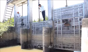 Quảng Ngãi: Hàng trăm ha lúa bị ảnh hưởng do đập ngăn mặn, trữ ngọt hỏng ​