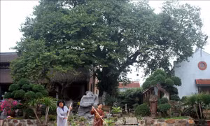 Cây Di sản Việt Nam – sáng kiến bảo vệ môi trường và ứng phó biến đổi khí hậu