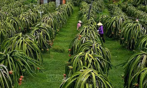 Kiểm soát chặt mã số vùng trồng thanh long để giữ vững thị trường xuất khẩu