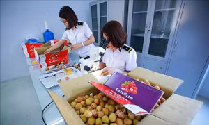 Báo cáo nghiên cứu: Việt Nam là đối tác kinh tế hoàn hảo của Australia