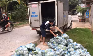 Hàng trăm ha rau màu ở xã vùng dịch của Hưng Yên bị ế đọng