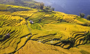 Dải lụa vàng nơi đại ngàn Y Tý