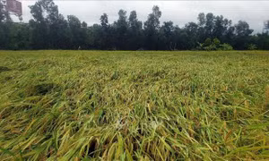 Ảnh hưởng bão số 3: Trên 126.000 ha lúa, hoa màu và cây ăn quả bị ngập, hư hại