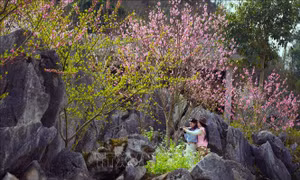 Sắc Xuân trên 'miền đá nở hoa'