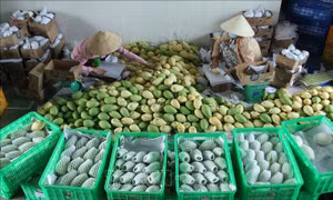 Nâng tầm vị thế Xoài Đồng Tháp