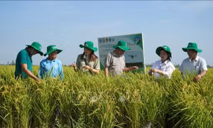 70% mô hình, dự án khuyến nông được xây dựng theo chuỗi liên kết sản xuất