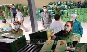 Xuất khẩu lô bưởi Đoan Hùng đầu tiên đi thị trường Nga