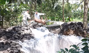 Bến Tre gặp khó trong xử lý lợn mắc bệnh dịch tả châu Phi